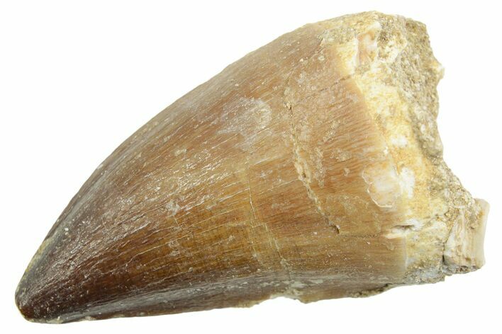 Fossil Mosasaur (Thalassotitan) Tooth - Morocco #364049